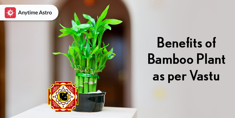 vastu for bamboo plant