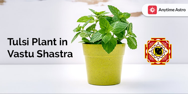 Complete Guide to Tulsi Plant Vastu for Your Home