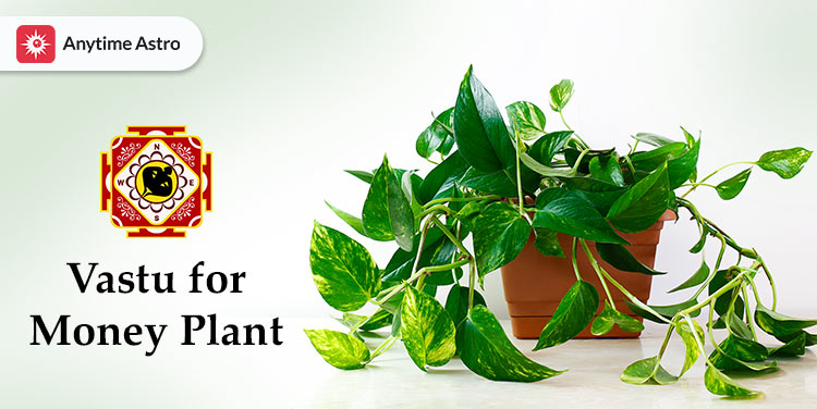 Vastu for Money Plant: Types, Directions, Benefits, and Do’s & Don’ts