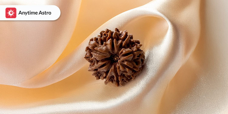 eight mukhi rudraksha