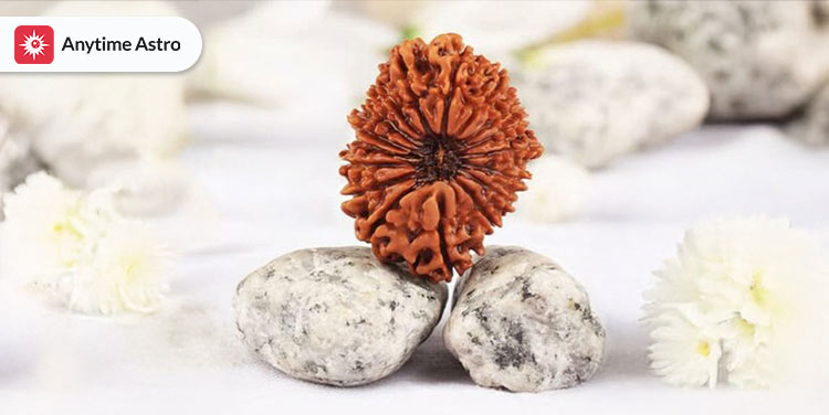 seventeen mukhi rudraksha