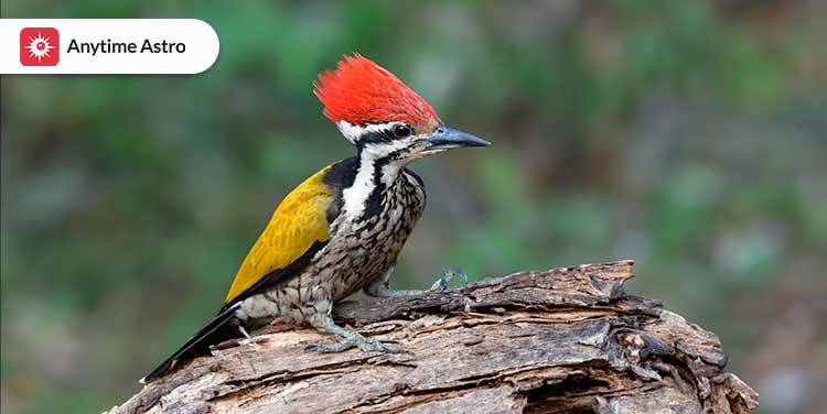 Spiritual Meaning of Seeing a Red-Headed Woodpecker