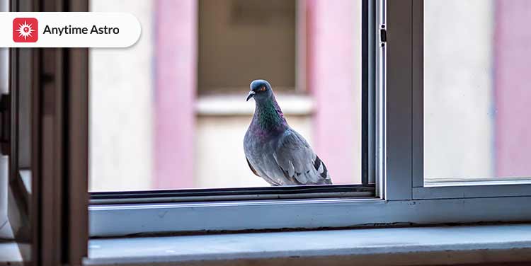 bird keeps flying into window spiritual meaning