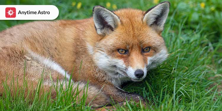 Fox Spiritual Meaning: Symbolic & Spiritual Interpretations