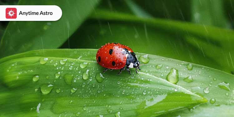 Ladybug Meaning Spiritual and Symbolism Spiritual