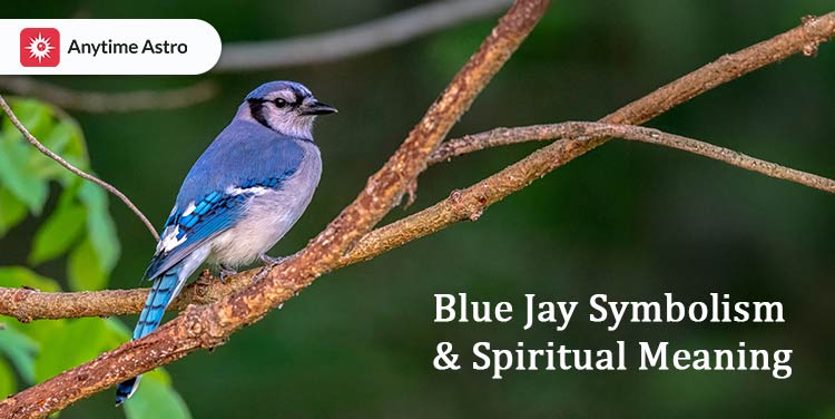 bluejay spiritual meaning