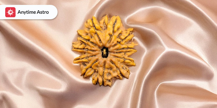 twelve mukhi rudraksha