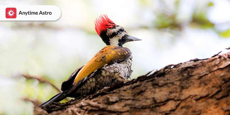 spiritual meaning of seeing a red headed woodpecker