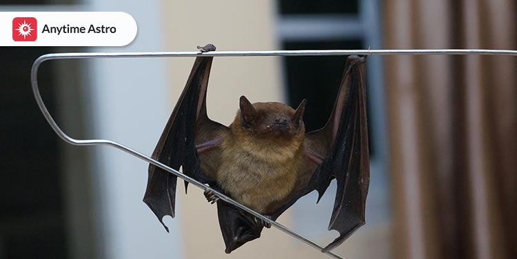 bat in house meanings