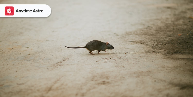 rat crossing your path