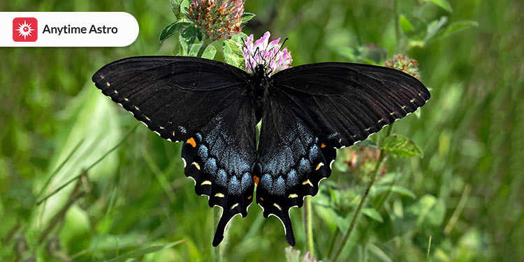 black butterfly spiritual