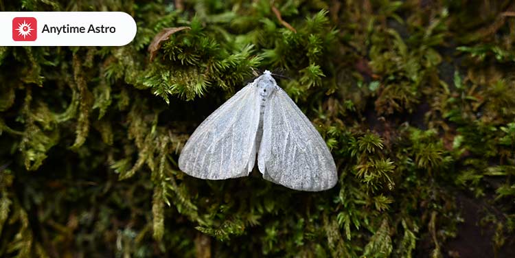 Spiritual Meaning of a White Moth