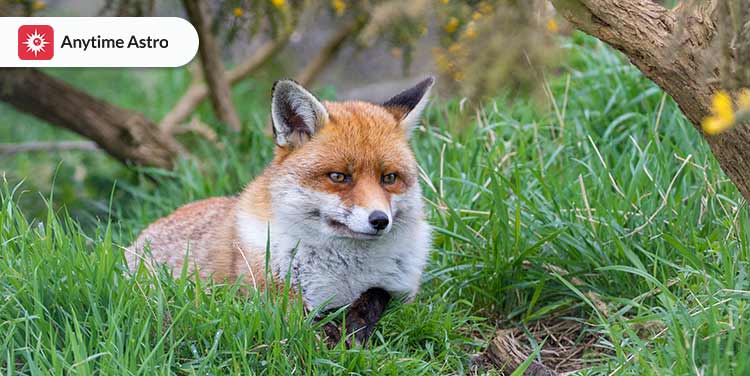 fox spiritual meanings