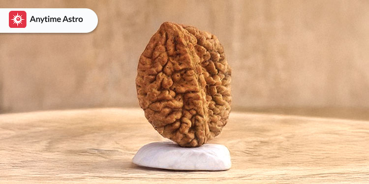 two mukhi rudraksha meaning