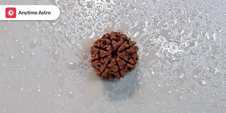 8 mukhi rudraksha