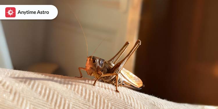 amazing spiritual meaning of cricket in houses.jpg