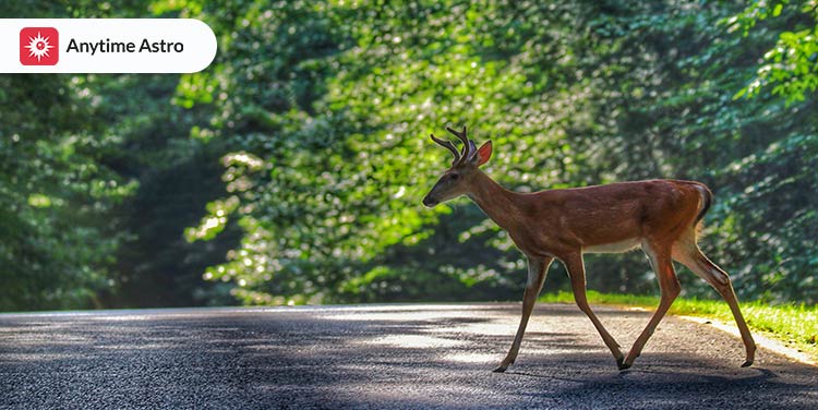 spiritual meaning of a deer in your path