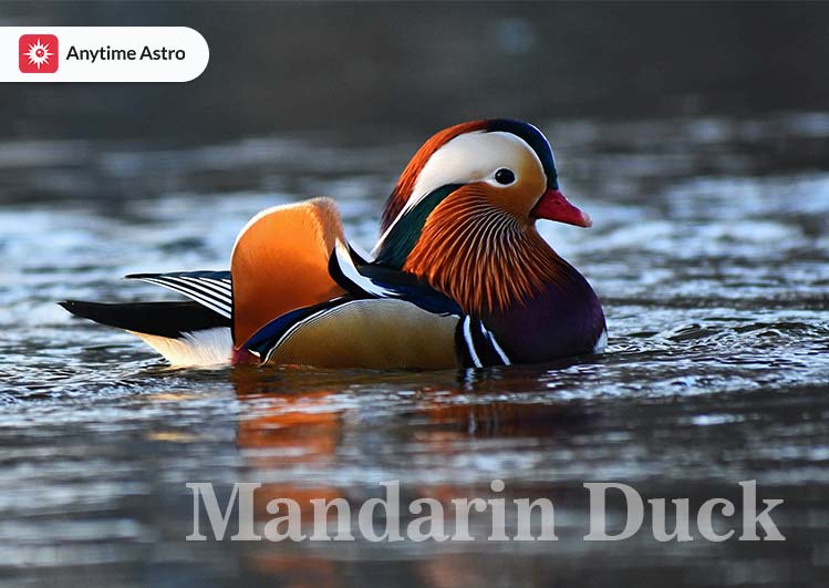 Mandarin duck most well-known Feng Shui
