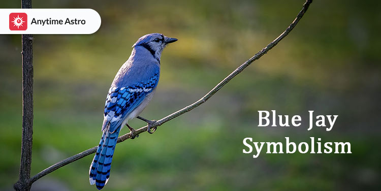 bluejay spiritual meanings