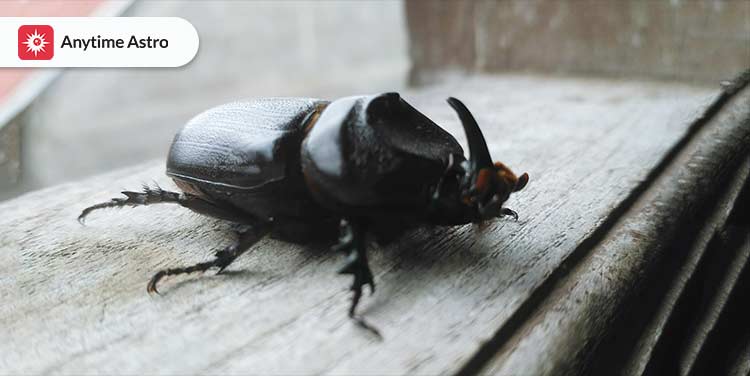 black-beetle-spiritual-meanings