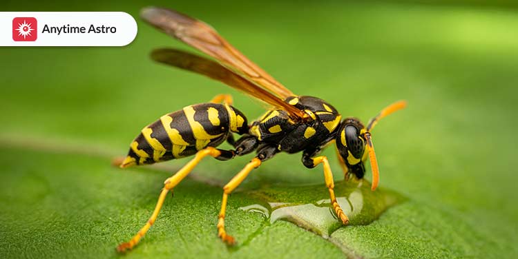 yellow jacket spiritual meanings