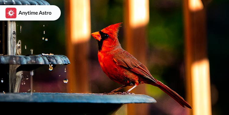red cardinal spiritual meanings