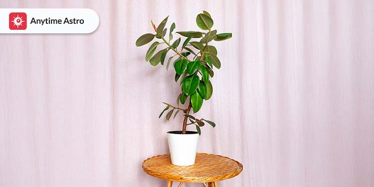 rubber plant vastu