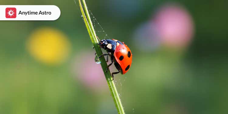 ladybug meanings spiritual